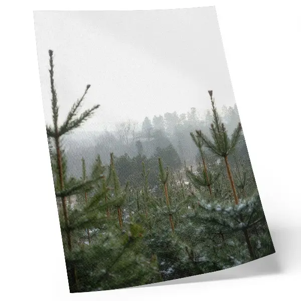 Art print featuring green pines in a foggy forest with subtle depth and a relaxing atmosphere