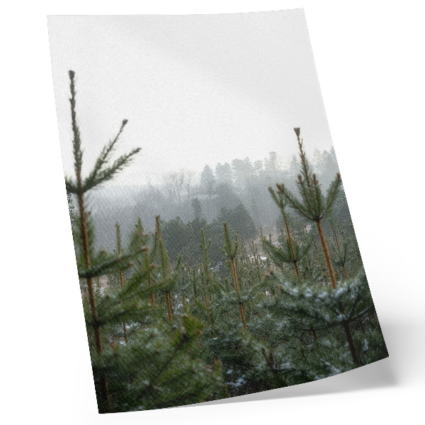 Art print Green pines, fog, subtle depth, relaxing atmosphere