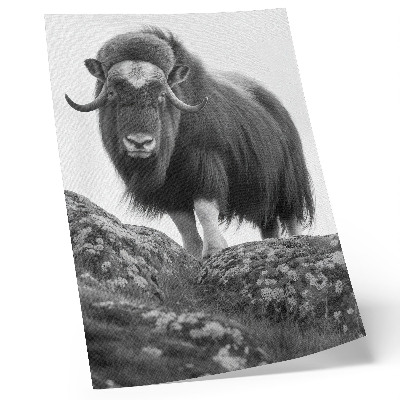 Poster Black and white animal raw nature elegance