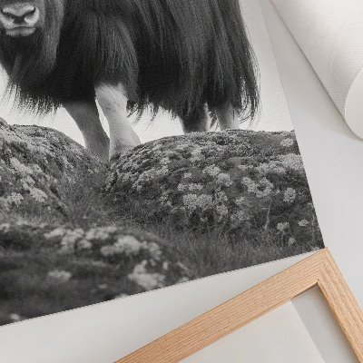 Poster Black and white animal raw nature elegance