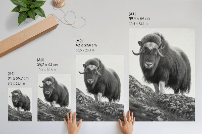 Poster Black and white animal raw nature elegance