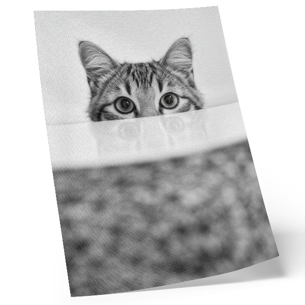 Poster Cat behind the surface black and white minimalism