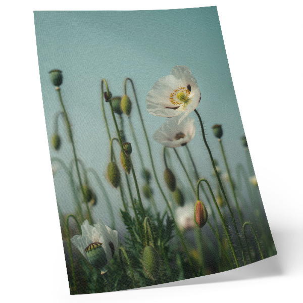 Poster Blooming poppies under a blue sky