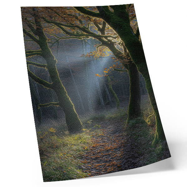 Poster Magical forest autumn light peaceful atmosphere