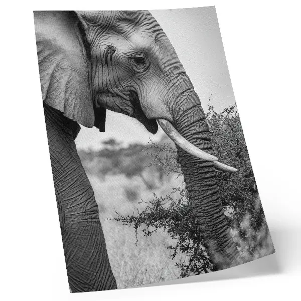 Elephant poster close-up of natural beauty and harmony of textures