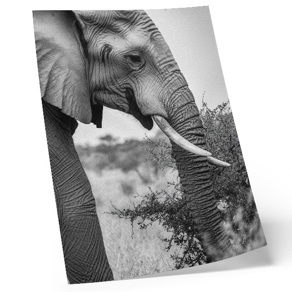 Poster Elephant close-up natural beauty harmony of textures