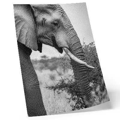 Elephant poster close-up of natural beauty and harmony of textures