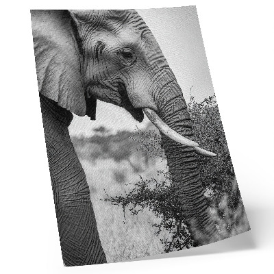 Poster Elephant close-up natural beauty harmony of textures