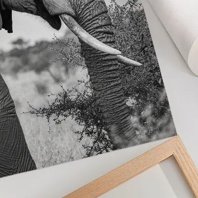 Elephant poster close-up of natural beauty and harmony of textures
