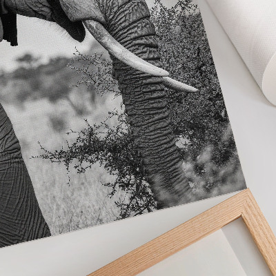 Poster Elephant close-up natural beauty harmony of textures