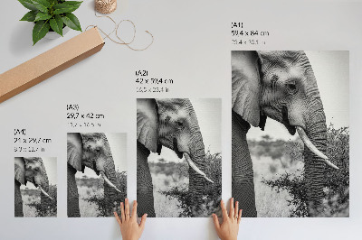 Poster Elephant close-up natural beauty harmony of textures