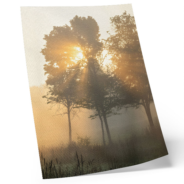 Decorative poster Misty dawn warm light trees inspiration