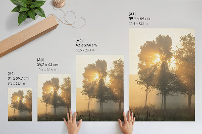 Decorative poster Misty dawn warm light trees inspiration
