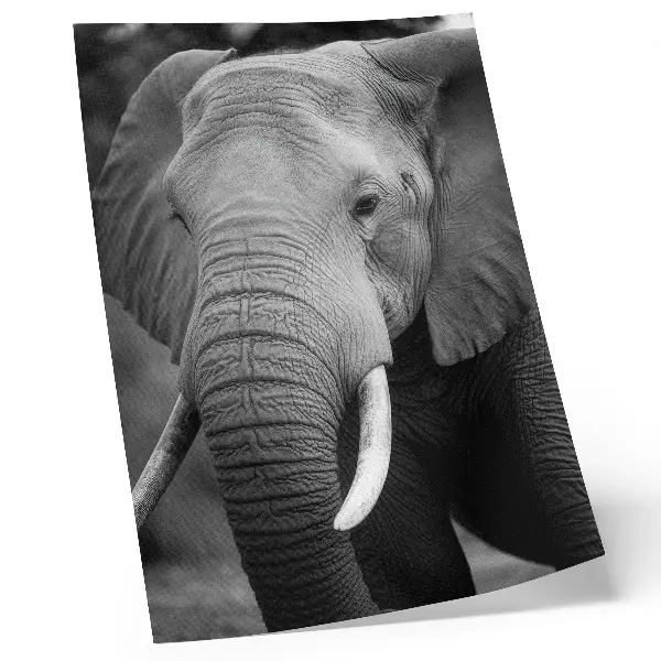Elephant Art Print a close-up portrait of an elephant embodying peace and strength