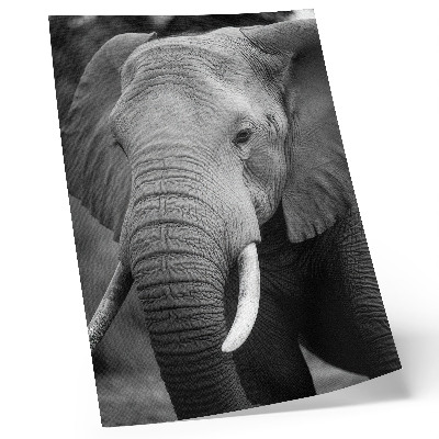 Art print A close-up of an elephant full of peace and strength
