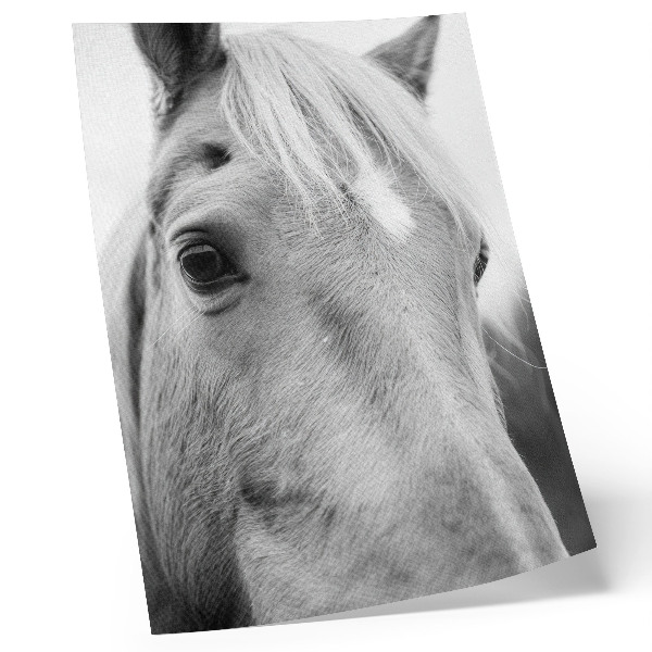 Art print Horse Eye Black and White Elegance