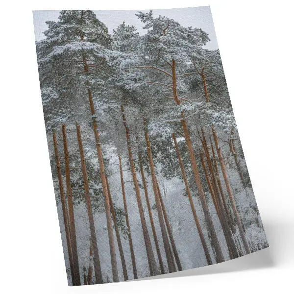 Art print featuring a peaceful snowy winter forest with pine trees