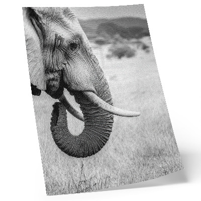 Decorative poster Portrait of an elephant in black and white