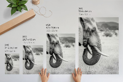 Decorative poster Portrait of an elephant in black and white