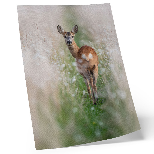 Poster Roe deer in the background of nature harmony and peace of nature