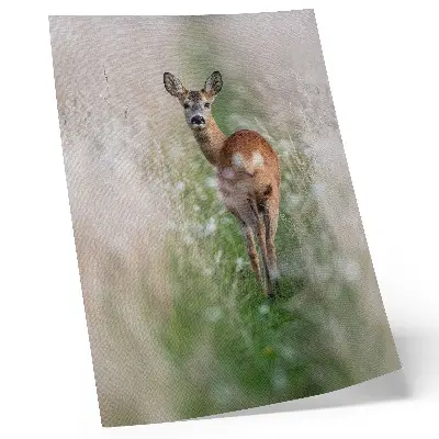 Poster roe deer in a peaceful nature setting