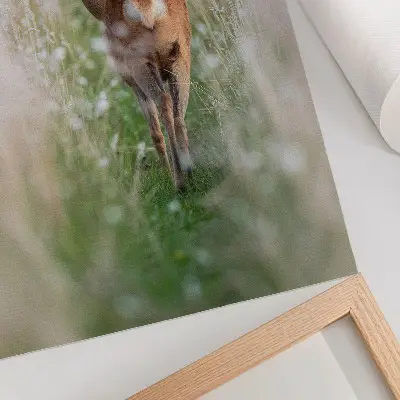 Poster roe deer in a peaceful nature setting