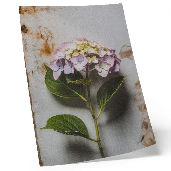 Decorative poster pink hydrangea with green leaves on a rustic background