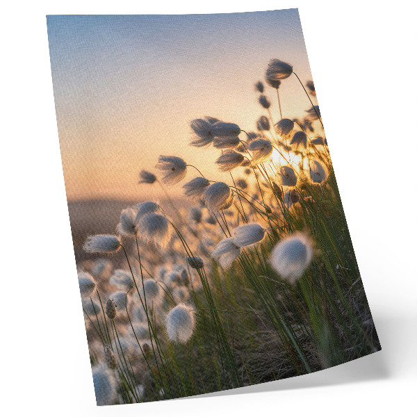 Premium wall art Grasses at sunset, warm colors, naturalness