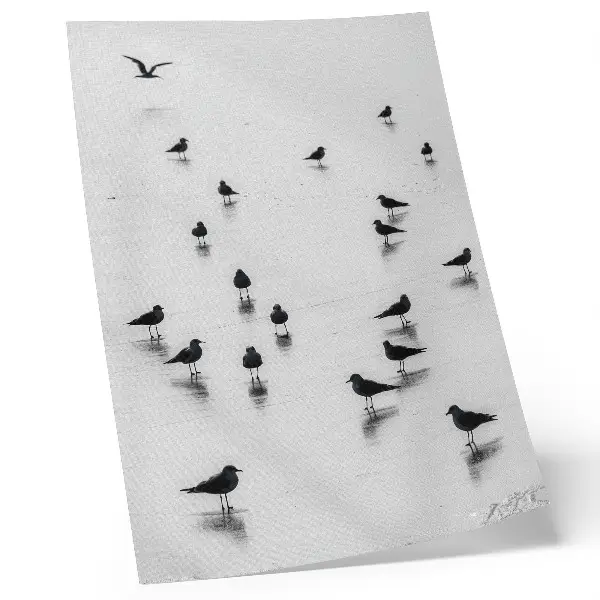 Poster birds over water featuring minimalist subtle reflections
