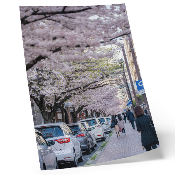 Art print A street with cherry blossoms and parked cars
