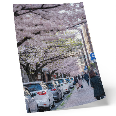 Art print A street with cherry blossoms and parked cars