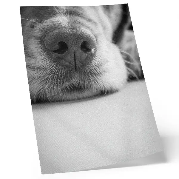 Premium wall art minimalist black and white dog texture close-up