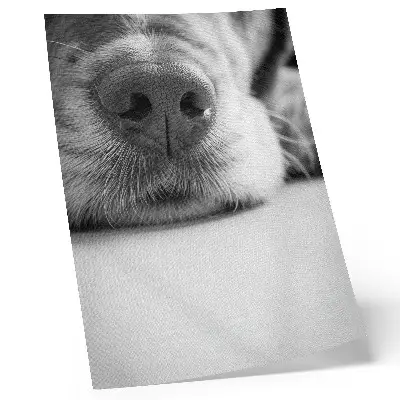 Premium wall art minimalist black and white dog texture close-up