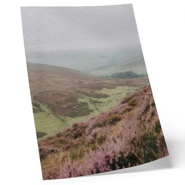 Premium wall art purple heather with soft green hills in the fog