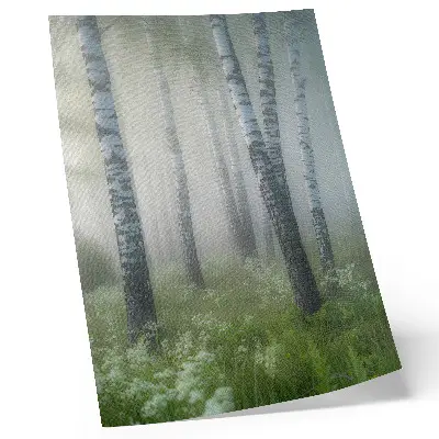 Poster birches in the fog with white bark and green grass