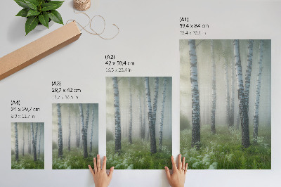 Poster Birches in the fog, white bark, green grass