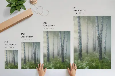 Poster birches in the fog with white bark and green grass