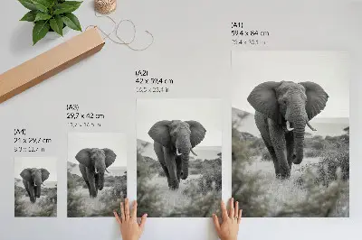 Elephant wall art large elephant against a natural background