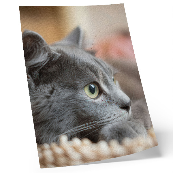 Art print Gray cat green eyes close look