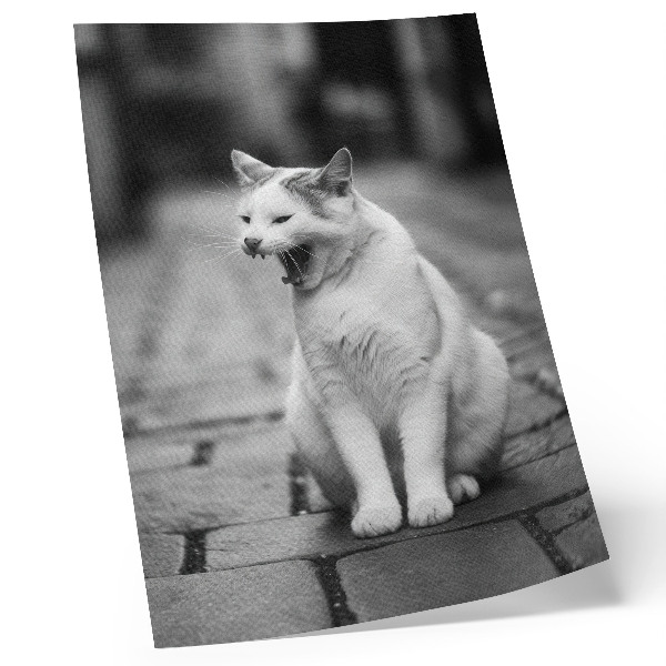 Poster Adorable cat on a cobblestone street with a black and white aesthetic