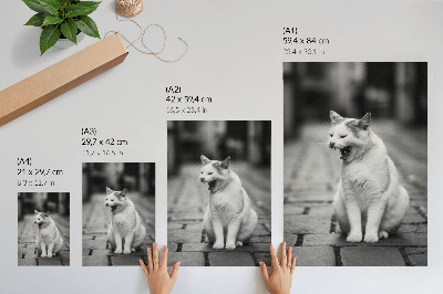 Poster Adorable cat on a cobblestone street with a black and white aesthetic
