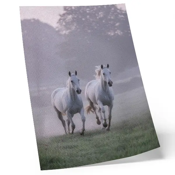 Decorative poster white horses in a misty morning nature scene