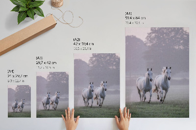 Decorative poster White horses morning fog space nature