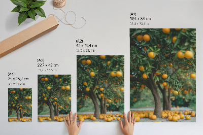 Decorative poster Juicy oranges on a tree in a green orchard
