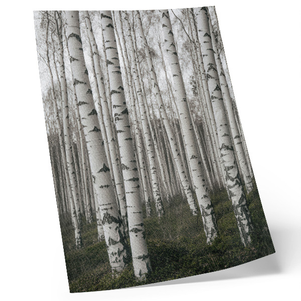 Poster Birch forest in black and white tones