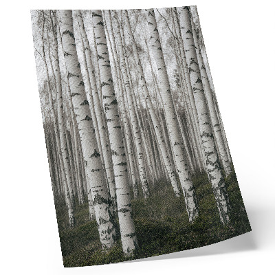Poster Birch forest in black and white tones