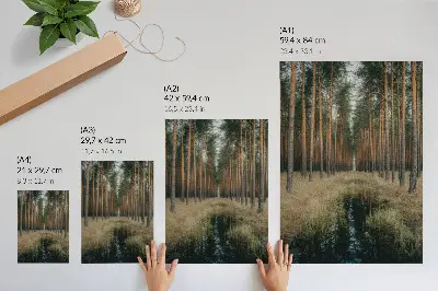 Decorative poster featuring a simple forest scenery with tall forest symmetry