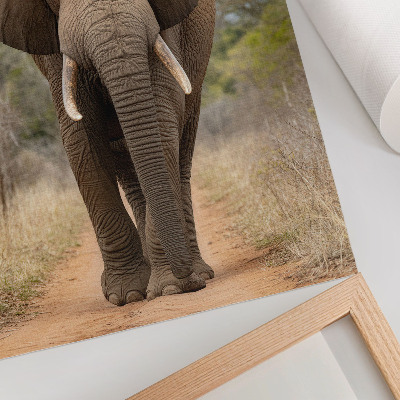 Decorative poster Elephant on a path in an African landscape