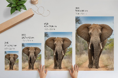 Decorative poster Elephant on a path in an African landscape