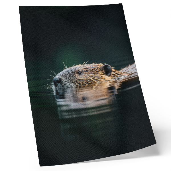 Decorative poster Beaver in the water, peaceful nature, wildness